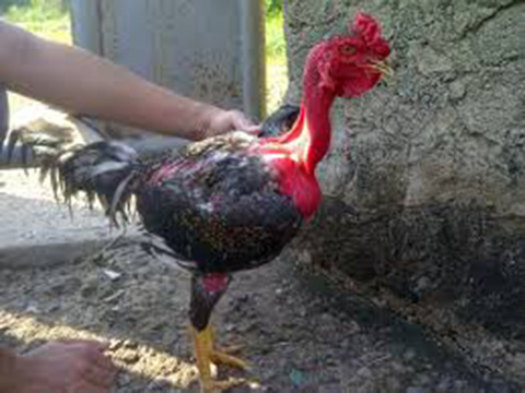 ayam aduan lokal asli indonesia