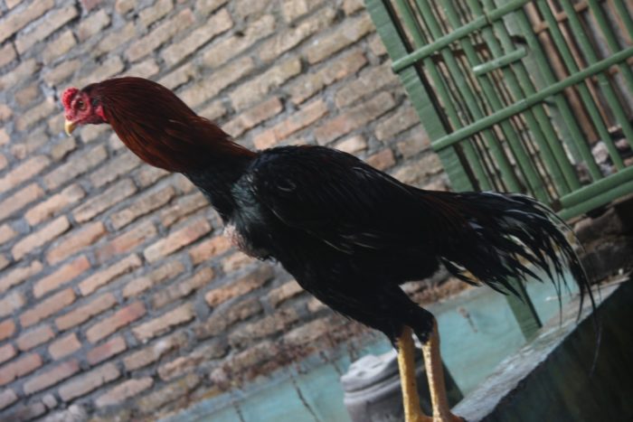 Ayam Bangkok Songgo Bumi