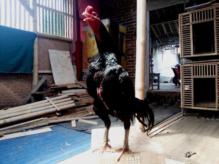 Ayam Bangkok Pembunuh