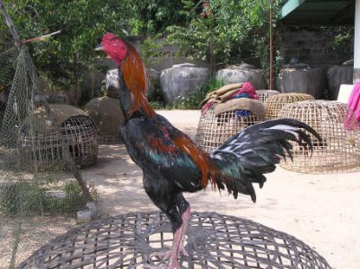 Ayam Birma dan Ayam Pama