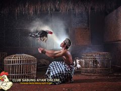 Mengenali Sejarah Tajen Taji Di Bali