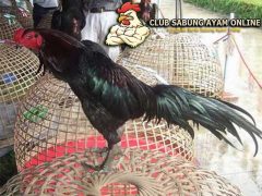Mengenal Ciri Ayam Bangkok Gagak Limang